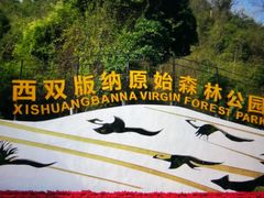 -西双版纳原始森林公园
