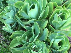 -墨尔本皇家植物园
