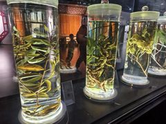 -广东中医药博物馆