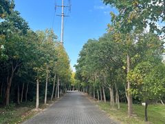 -上海海湾国家森林公园