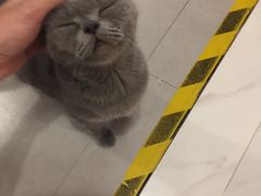 -三花喵·撸猫购宠·宠物生活馆(虹桥南丰城店)