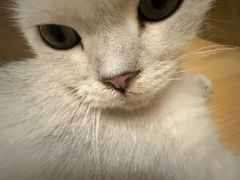 -猫猫幼稚园·撸猫·桌游·电玩