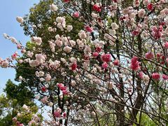 -南汇桃花村
