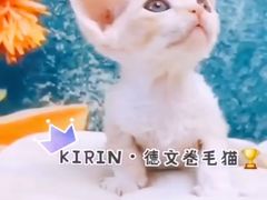 -十年猫舍·猫咪专门店(普陀店)