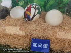 -广州长隆野生动物世界