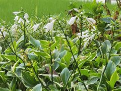 -中国人民解放军空军第九八六医院(北区)