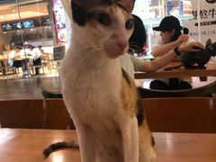 -猫小院猫主题餐厅(三里屯店)