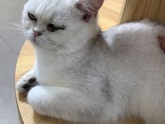 -Heymao猫咖.咖啡厅(东门店)