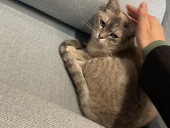 -脉冲品质汽美·贴膜(闵行店)