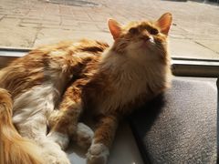 -平行世界·猫咖(首经贸店)
