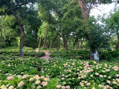 -上海共青森林公园