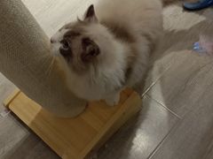 -滚猫咖啡·猫咖·猫友好撸猫(未来城店)