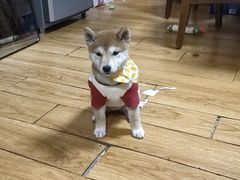 -北京观赏动物医院·24小时大型综合·猫专科·异宠专科