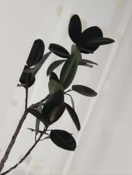 -HEYAN荷妍专业脱毛连锁机构