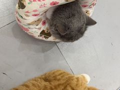 -派特宠物医院(圆融广场店)