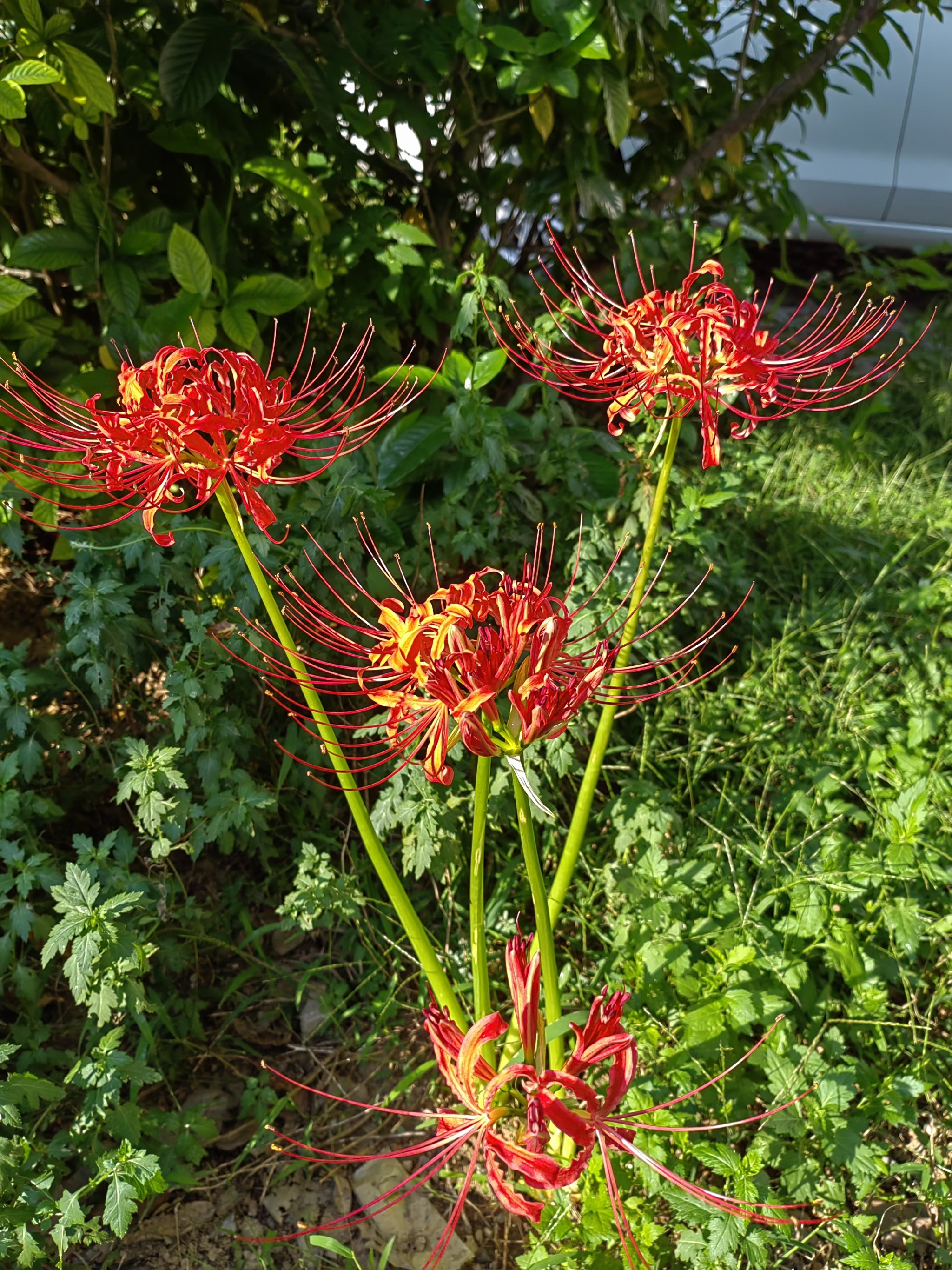 花叶异掌溪蟹图片