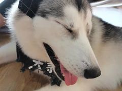 -Husky Go! 哈士奇体验馆·宠物咖啡厅狗咖