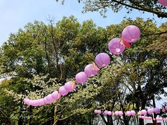 -金鸡湖桃花岛