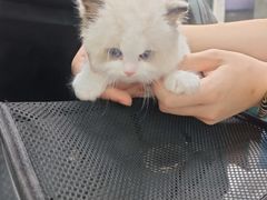 -瑞派动物医院·绝育·犬猫全科·预防医学(光景江南中店)