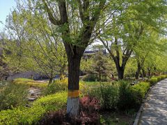 -云岗森林公园