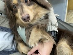 -美联众合动物医院·24h转诊中心