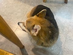-法米妮· 无界野厨