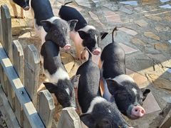 -HERRE·FARM 赫尔露营农场·团建聚会包场