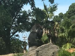 -威勒比开放式动物园