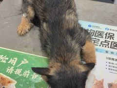 -四月宠物医院·猫专科·心脏专科·内科(转塘店)