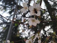 -武汉大学-樱园