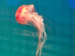 -福州罗源湾海洋世界旅游区