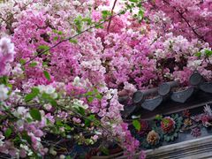 -深圳国际园林花卉博览园