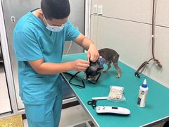 -北京观赏动物医院·24小时大型综合·猫专科·异宠专科