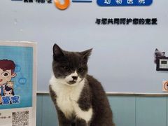 -纳吉亚猫专科动物诊疗中心(蒋宅口分院)