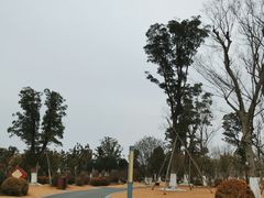 -九科绿洲