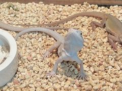 -酷以爬仙阁实体爬宠店·守宫·蜥蜴·专业繁育