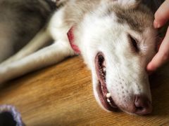 -Husky Go! 哈士奇体验馆·宠物咖啡厅狗咖