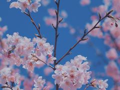 -顾村公园