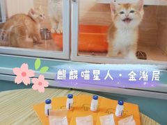 -70cat德文卷毛猫·缅因猫纯种猫舍