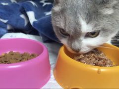 -爱侣宠医·鹦鹉专科·小型哺乳类·异宠专科(灵石路店)