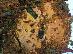 -糖朝(尖沙咀店)