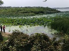 -丁香湖公园