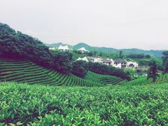 -帐篷客·溪龙茶谷度假酒店