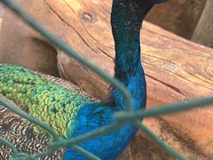 -西双版纳傣族园-曼春满佛寺