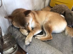 -About Bistro關於·泰式家庭料理