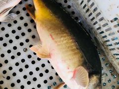 -酷鱼垂钓CLUB(朝阳区博大路店 )