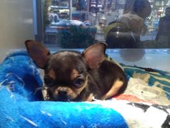 -乐宠宠物店(世纪金源店)