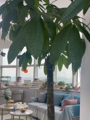 -瓷肌博士·祛痘科技美肤