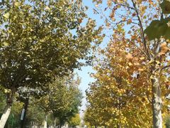 -武清南湖绿博园