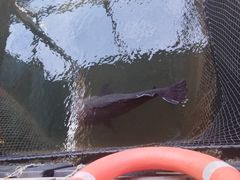 -蓝湾碧波·老字号·疍家非遗海上餐厅